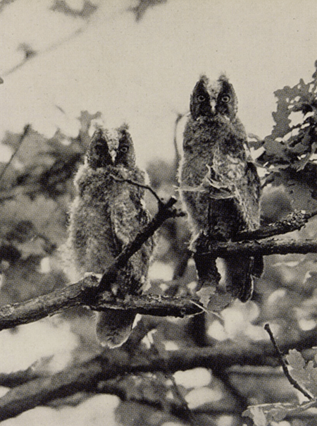 [left] Detail of the present work [right] Newly fledged long-eared owls (daylight) in Eric J. Hosking and Cyril W Newberry, Birds of the night, 1945